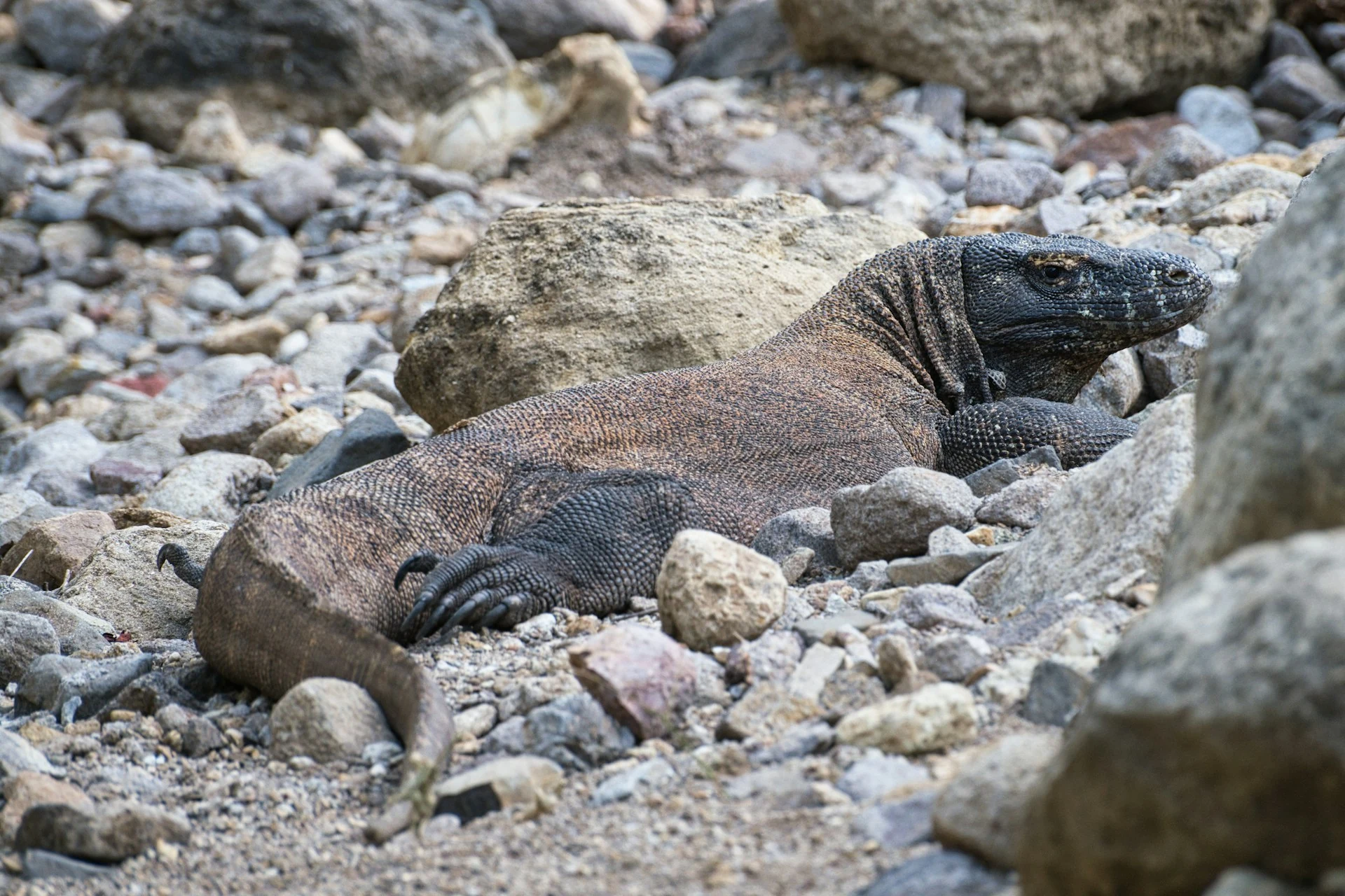 A Komodo dragon resting on Komodo Island